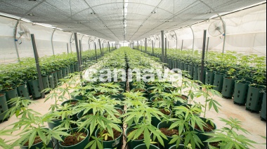 Se habilitó la primera planta de producción de cannabis medicinal en territorio argentino