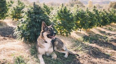 Utilizan aceite de cannabis para mejorar la calidad de vida de los perros