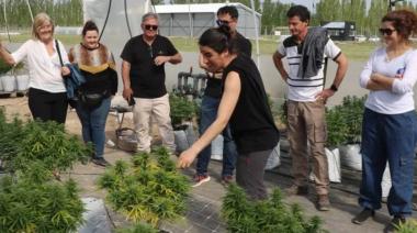 INTA producirá cannabis medicinal para el territorio patagónico