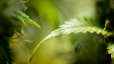 La primera asignatura sobre Cannabis y Cáñamo en la FAUBA