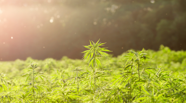 La Comisión Nacional de Trabajo Agrario establece condiciones para el Cannabis Medicinal