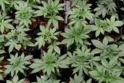 Novedades en los criterios sobre inscripción y traslado de variedades de Cannabis Sativa L.